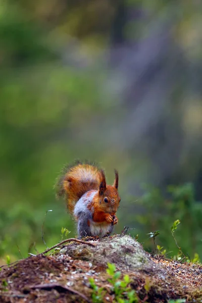 Red Squirrel Eurasian Red Sguirrel Sciurus Vulgaris Sitting Scandinavian Forest — 스톡 사진