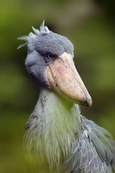 Balaeniceps Rex 也被称为 绿芦苇中的鲸头或长满鞋子的鹤肖像画 — 图库照片