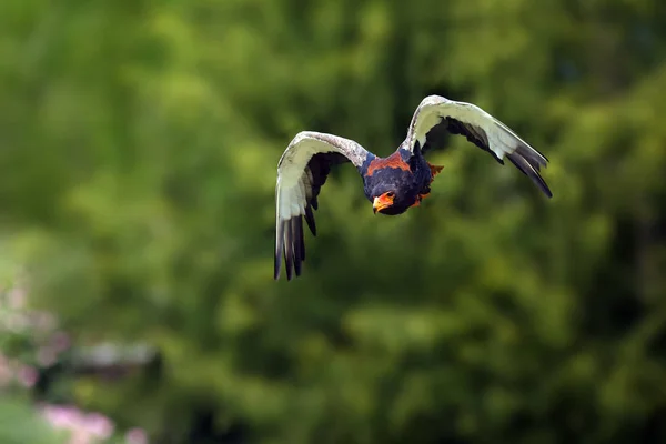 Der Bateleur Terathopius Ecaudatus Fliegt Mit Grünem Hintergrund Afrikanischer Adler — Stockfoto