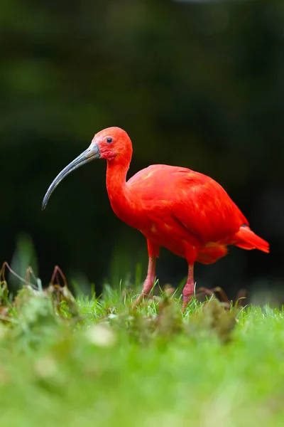 Ibis Écarlate Eudocimus Ruber Recherche Nourriture Dans Herbe Verte Ibis — Photo