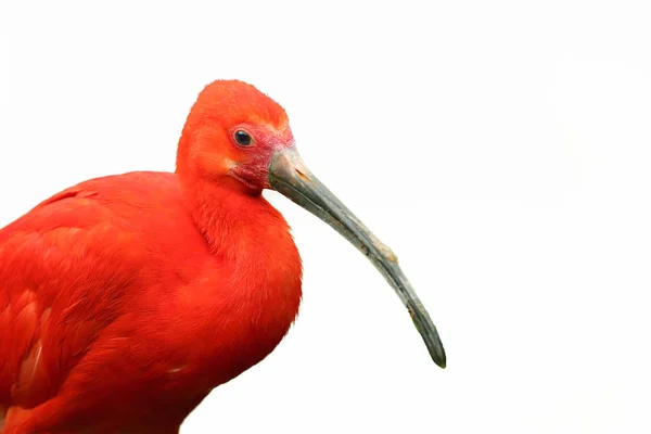 Ibis Scarlatto Eudocimus Ruber Isolato Ibis Rosso Sfondo Bianco — Foto Stock