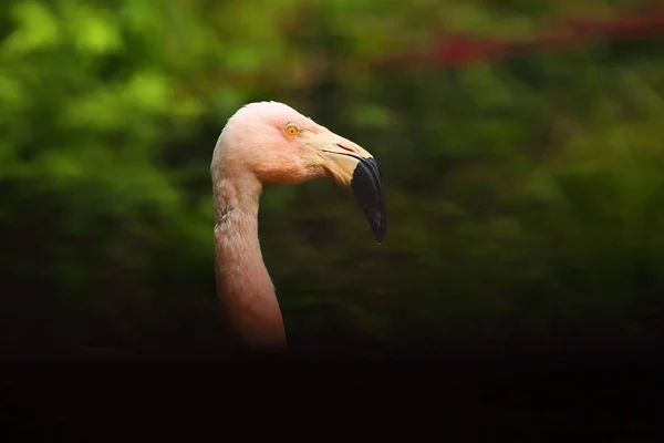 Amerikan Flamingosu Phoenicopterus Ruber Koyu Arkaplanlı Bir Portre — Stok fotoğraf