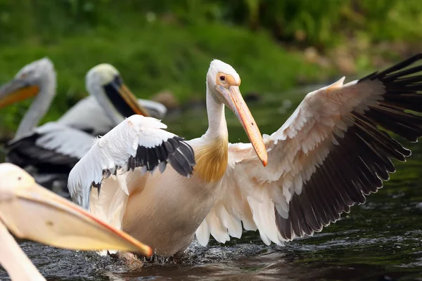 Grande Pelicano Branco Pelecanus Onocrotalus Também Conhecido Como Pelicano Branco — Fotografia de Stock