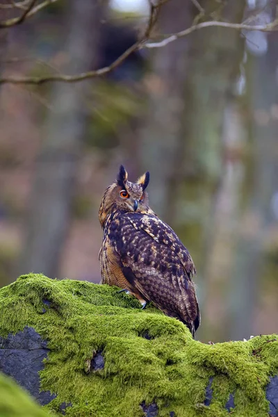 Eurázsiai Sasbagoly Bubo Bubo Portré Erdőben Sasbagoly Egy Erdőben Egy — Stock Fotó