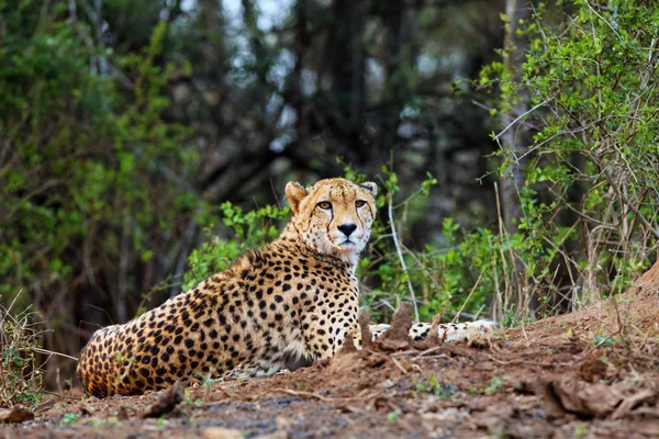 赤い土の上に眠る狩猟ヒョウとしてのチーター Acinonyx Jubatus アフリカの茂みの中に地面に横たわっている大きな斑点の猫 — ストック写真