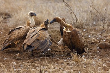 Beyaz sırtlı akbaba (Gyps africanus) leşler için savaşıyor. Leşlerin etrafındaki kuş leşçilerinin tipik davranışı, safari sırasında nadir gözlemler..