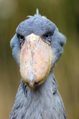Ayakkabı gagası (Balaeniceps rex) ayrıca balina başı veya sarı sazlıklarda ayakkabı gagalı leylek portresi olarak da bilinir..
