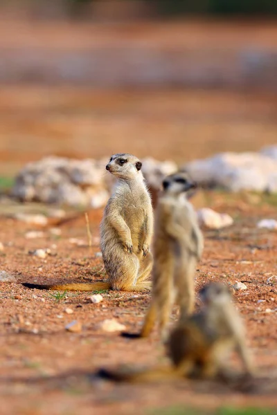 Das Erdmännchen Suricata Suricatta Das Der Nähe Des Lochs Patrouilliert — Stockfoto