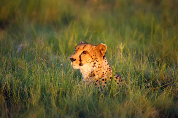 Cheetah Acinonyx Jubatus Female Portrait Lying Sunset Portrait Green Grass — Stock Photo, Image