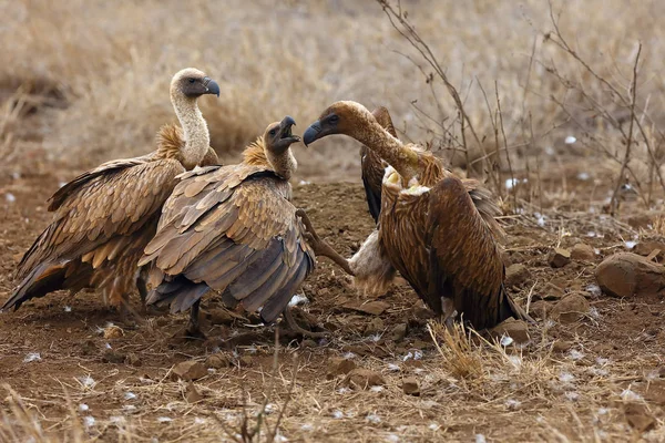 White Backed Vulture Gyps Africanus Fighting Carcasses Typical Behavior Bird Stock Photo