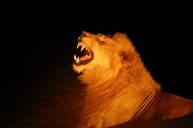 Güney Aslanı (Panthera leo melanochaita) veya Doğu-Güney Afrika Aslanı veya Panthera leo krueger.Karanlıkta saklanan büyük erkek. Büyük, baskın bir erkek.