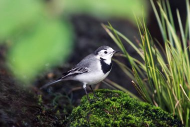 Beyaz kuyruklu (Motacilla alba) yeşilliğin ortasında oturuyor.
