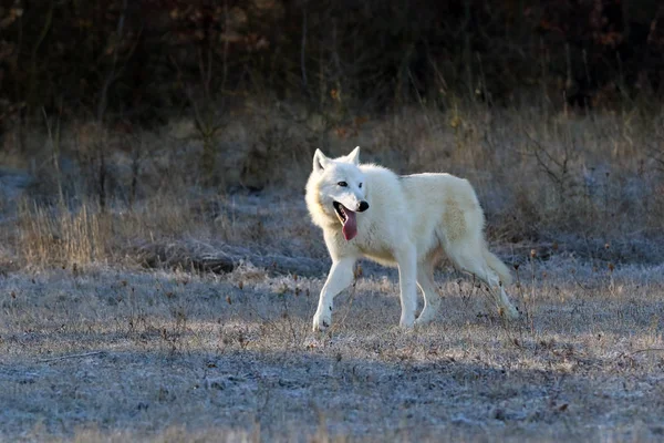 ハドソン湾オオカミ Canis Lupus Hudsonicus オオカミ Canis Lupus の亜種で 灰色または灰色のオオカミまたは北極のオオカミとも呼ばれる 凍てついた朝の若い女性 — ストック写真