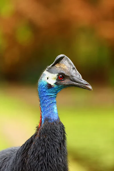 Dwarf Cassowary Casuarius Bennetti Also Known Bennett Cassowary Little Mountain — Stock Photo, Image