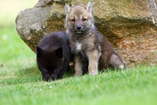 The gray wolf (Canis lupus) also known as the timber wolf,western wolf or simply wolf. Young wolf puppy in green grass.Two puppies, gray and black, sit by the rocks