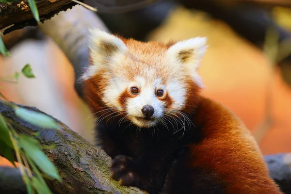 The red panda (Ailurus fulgens) , fire fox or lesser panda, the red bear-cat, and the red cat-bear, portrait in the afternoon light.