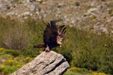 Kayanın üzerinde oturan altın kartal (Aquila chrysaetos). İspanyol dağlarında avlanan ve kanatlarını kaldıran erkek altın kartal. Arkasında dağ olan büyük kartal..