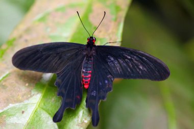 Papilio rumanzovia yaprağın üzerinde oturuyor..