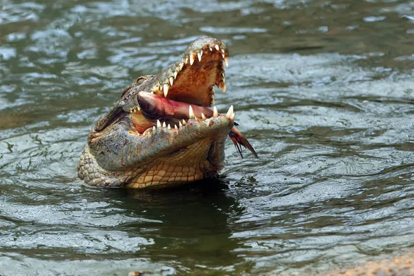 Crocodile Nil Luttant Avec Morceau Viande Dans Eau Crocodile Avec — Photo