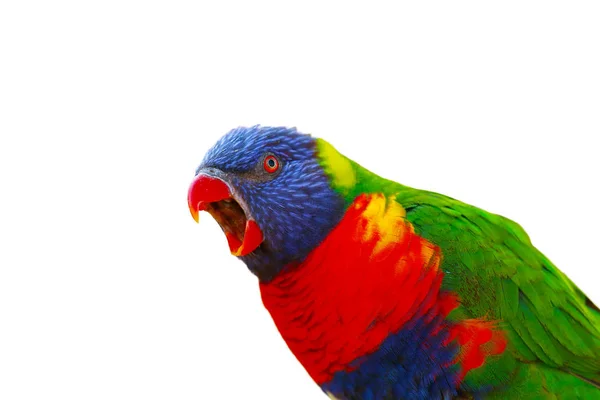 Szivárvány Lorikeet Trichoglossus Moluccanus Ágon Nyitott Csőrrel Rendkívül Színes Papagáj — Stock Fotó