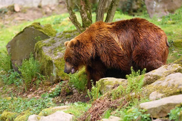 Материковый Гризли Ursus Arctos Horribilis Большая Самка Медведя Гризли Гуляет — стоковое фото