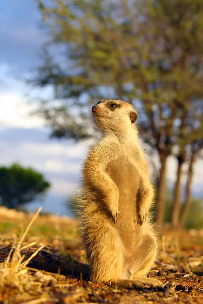 Meerkat Suricate Suricata Suricatta Patrulhando Perto Buraco Meerkat Sol Matutino — Fotografia de Stock