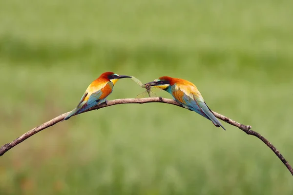 European Bee Eater Merops Apiaster Pair Tree Giving Caught Insects — Stock Photo, Image