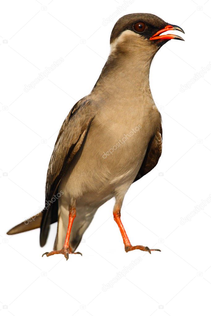 The rock pratincole (Glareola nuchalis) isolated. African praticole with white background.