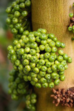 Belirtilmemiş bir incir ağacı türüdür. Ficus yaklaşık 850 odunsu türdür..