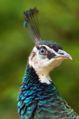 Hint Peafowl ya da mavi Peafowl (Pavo cristatus), kadın portresi. Yeşil arka planlı Peafowl portresi.