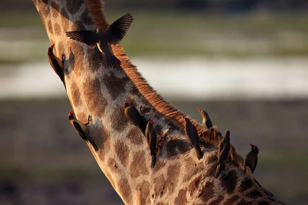 红嘴牛 红嘴牛 栖息在长颈鹿脖子上的鸟 — 图库照片