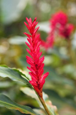 Alpinia purpurata, kızıl kızıl, ayrıca devekuşu tüyü ve pembe kızıl. Yeşil ormanda kırmızı çiçek..