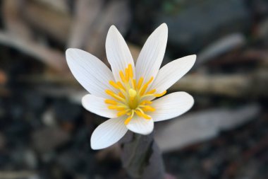 Sanguinaria canadensis, Kanada 'da puccoon, kan otu, redroot, kırmızı puccoon ve bazen pauson olarak da bilinir.
