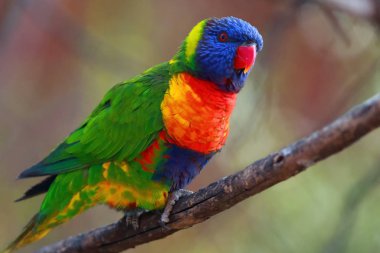 Dalda oturan gökkuşağı lorisi (Trichoglossus moluccanus). Renkli bir arka planı olan bir dalda son derece renkli bir papağan..