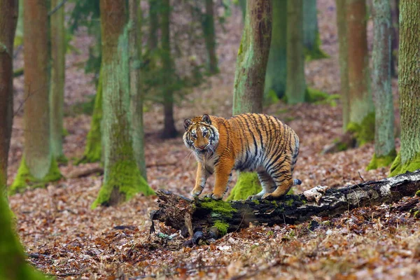 Siberian Tiger Panthera Tigris Tigris Also Called Amur Tiger Panthera — 스톡 사진