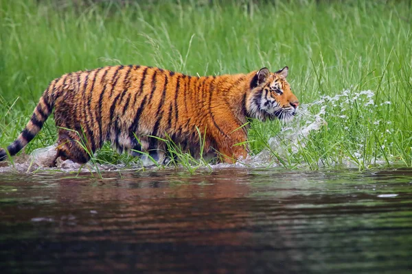 The Siberian tiger (Panthera tigris tigris),also called Amur tiger (Panthera tigris altaica) walking through the water. Beautiful female Siberian tiger in warm summer.