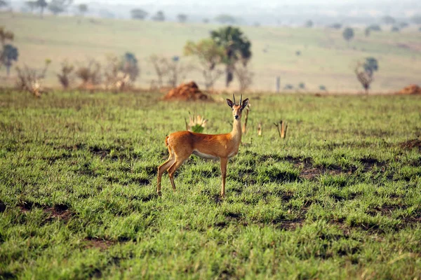 Ooribi Ourebia Ourebi 站在Savanna 小羚羊站在草原上 生满了新鲜的青草 — 图库照片