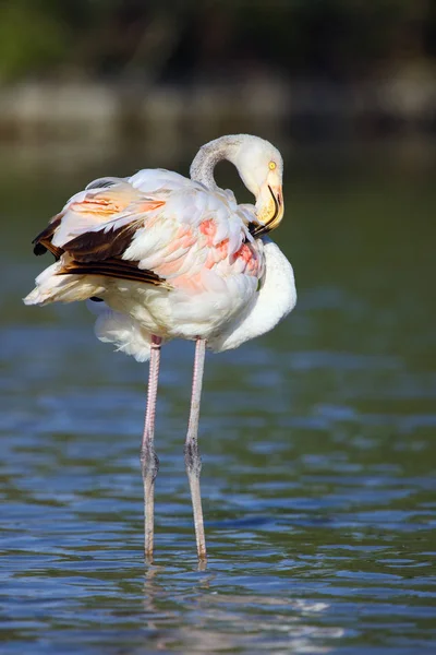Nagyobb Flamingók Phoenicopterus Roseus Átgázolnak Lagúnán Esti Napon — Stock Fotó