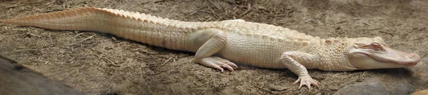 Αμερικανός Αλιγάτορας Alligator Missippiensis Albino Aligator Λευκό Aligator Καφέ Φόντο — Φωτογραφία Αρχείου