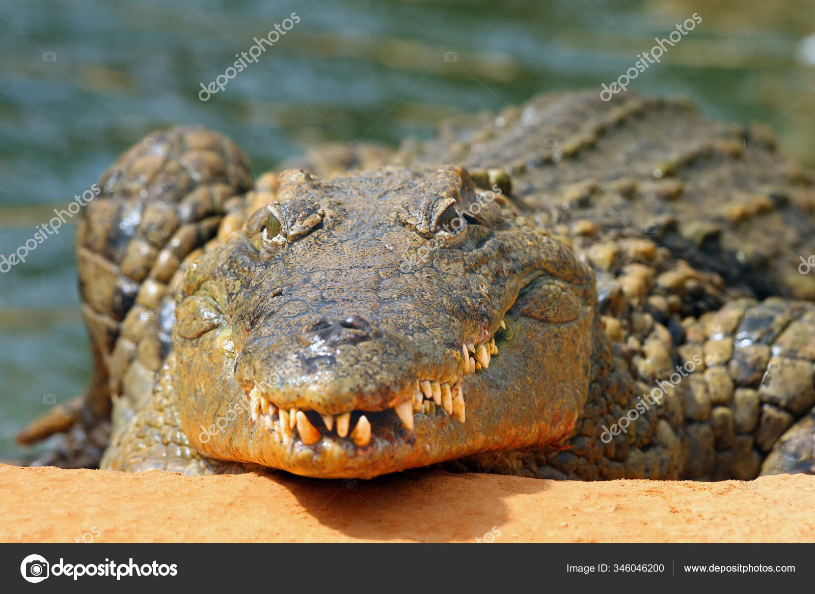 正面からナイルワニ Crocodylus Niloticus の歯でいっぱいの頭と 正面からナイルワニ Crocodylus Niloticus の歯でいっぱいの頭と