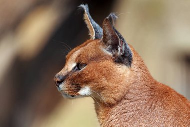 Caracal (Caracal Caracal), Afrika kedisinin portresi. Sarı arka planı olan Afrikalı kedinin portresi..