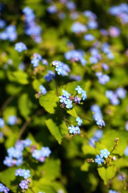 Veronica Chamaedrys (Almanca: 