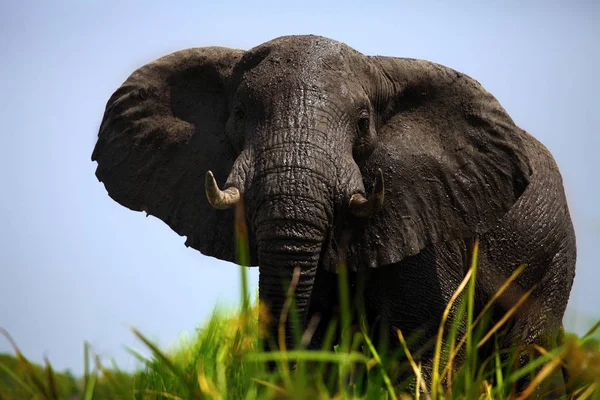 Der Afrikanische Buschelefant Loxodonta Africana Ein Sehr Großes Tier Das — Stockfoto
