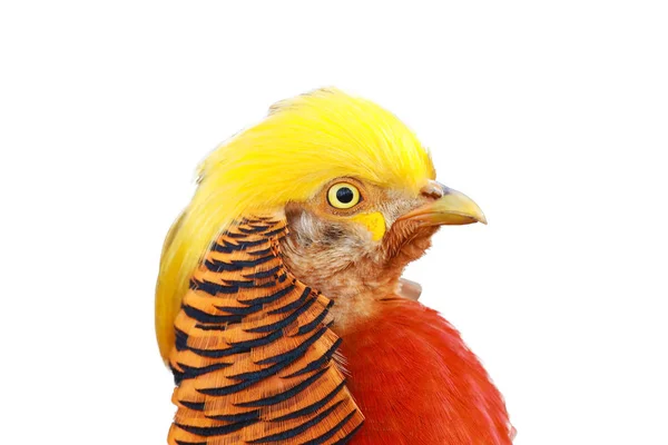 Golden Pheasant Chinese Pheasant Chrysolophus Pictus Portrait Male Brown Background — Stock Photo, Image
