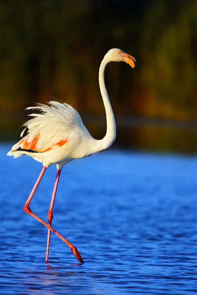 Większe Flamingi Fenicopterus Roseus Wędrują Przez Lagunę Wieczornym Słońcu — Zdjęcie stockowe