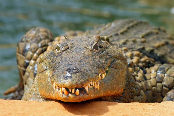 正面からナイルワニ Crocodylus Niloticus の歯でいっぱいの頭と顎 海岸の大きなワニ — ストック写真