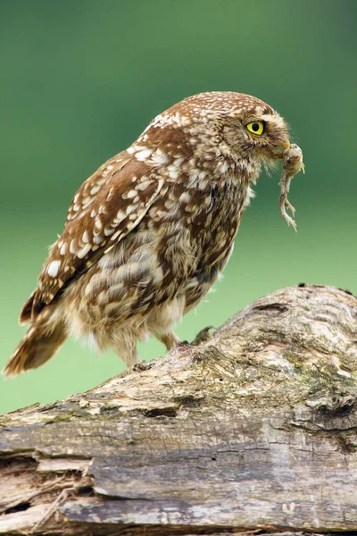 Little Owl Athene Noctua Prey Frog Its Beak Owl Prey — Stock Photo, Image