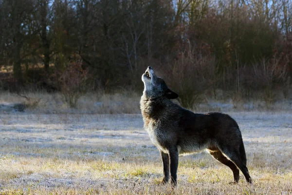 Den Nordvästra Vargen Canis Lupus Occidentalis Står Vägen Vargen Canis — Stockfoto