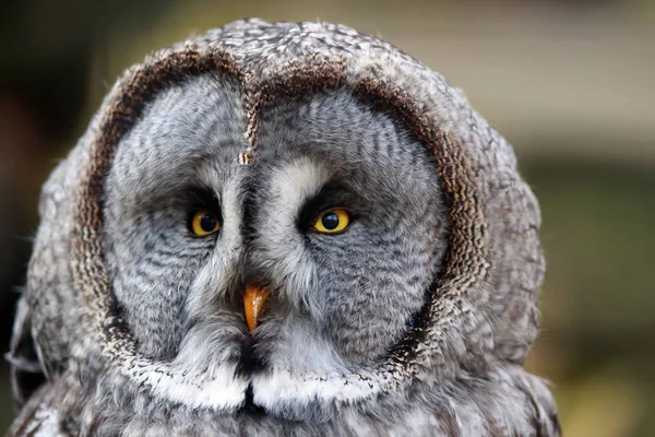 Wielka Siwa Sowa Lub Wielka Siwa Sowa Strix Nebulosa Portait — Zdjęcie stockowe