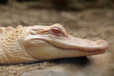 Amerikan timsahı (Timsah Missippiensis), albino hizalayıcının portresi. Kahverengi arkaplan ile beyaz hizalama portresi.